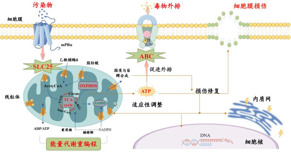 海洋牧场生态环境安全和资源养护创新团队获批国家自然科学基金青年科学基金项目（C类）